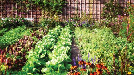 Garden with Success in a Changing Climate Image